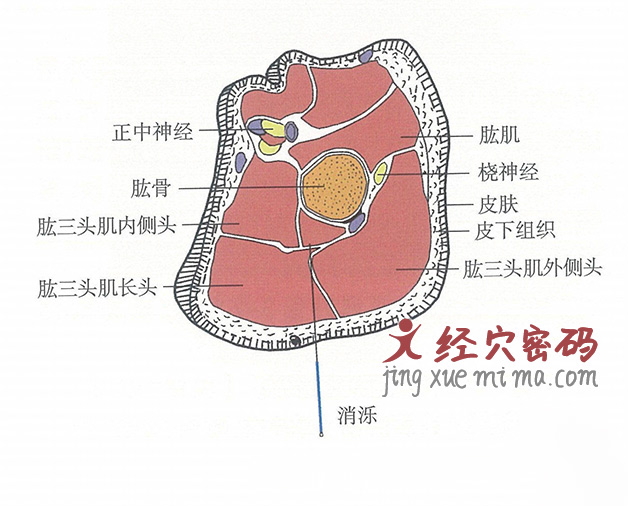 消泺的位置解剖图（图解）