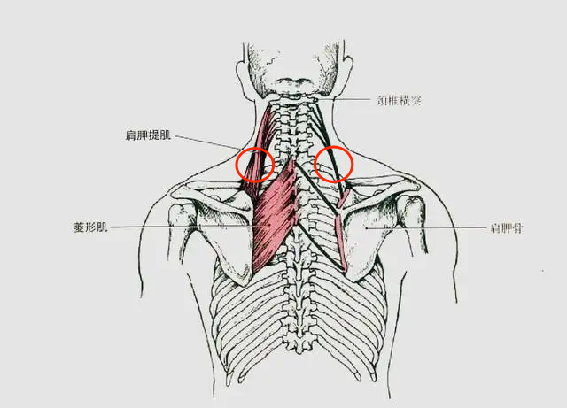 落枕了,颈部疼痛不敢动,按揉这里,有效改善落枕现象 落枕了,颈部疼痛不敢动,按揉这里,有效改善落枕现象