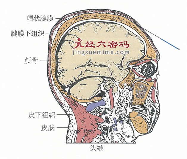 头维的位置解剖图（图解）