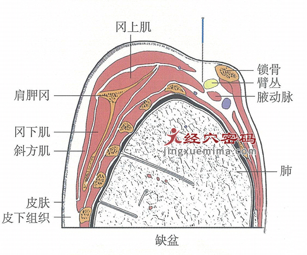 缺盆的位置解剖图（图解）