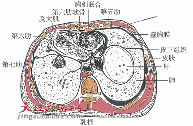 乳中的位置解剖图（图解）