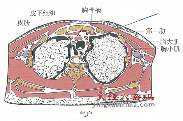 气户的位置解剖图（图解）