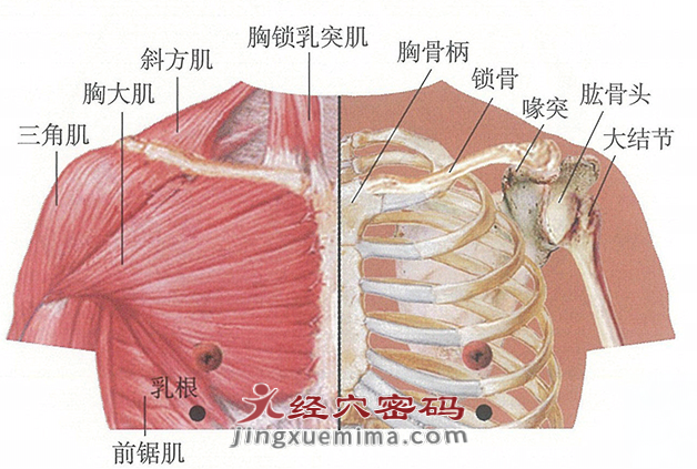 乳根穴位位置图及针灸穴位图解