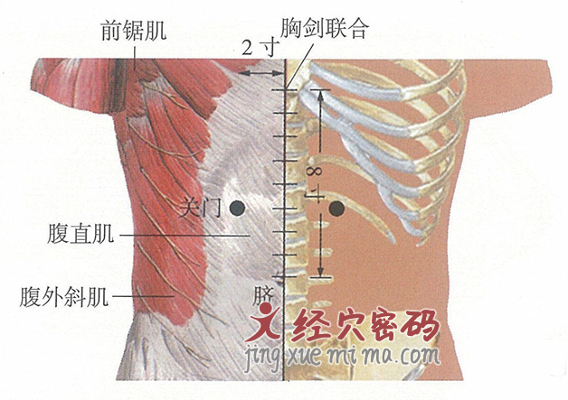 关门穴位位置图及针灸穴位图解
