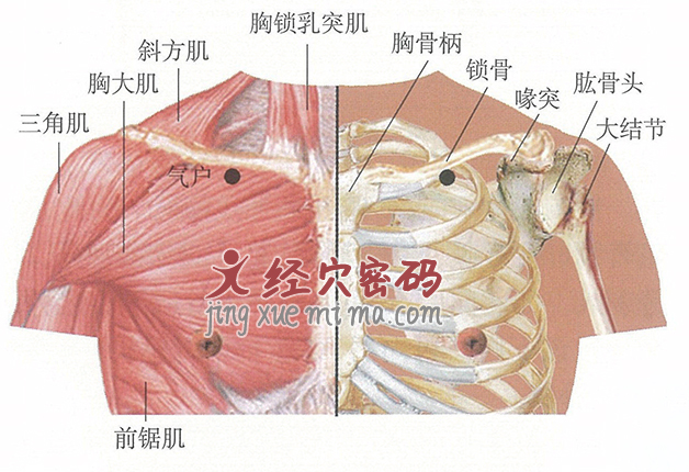 气户穴位位置图及针灸穴位图解