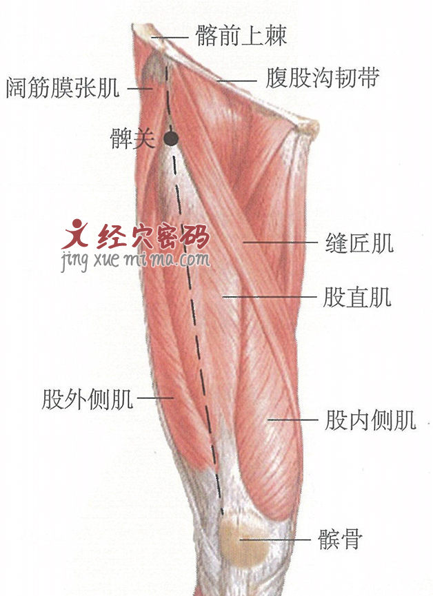 髀关穴位位置图及针灸穴位图解