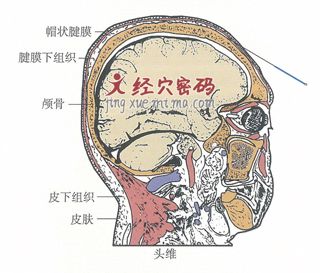 头维的位置解剖图（图解）