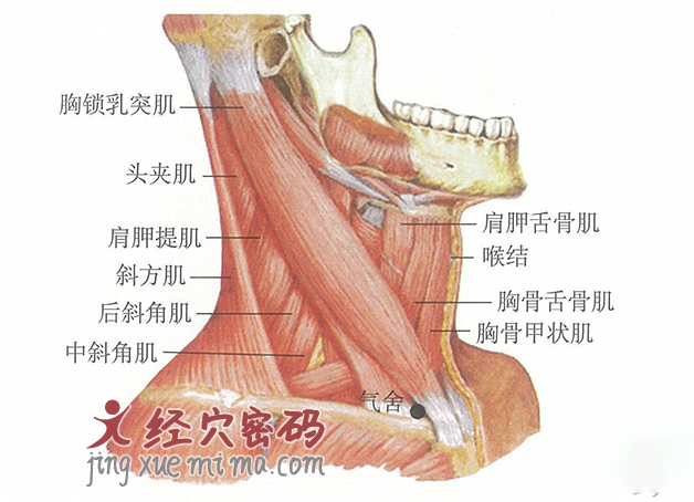 气舍穴位位置图及针灸穴位图解