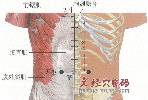 天枢穴位位置图及针灸穴位图解