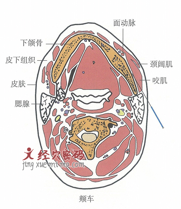 颊车的位置解剖图（图解）