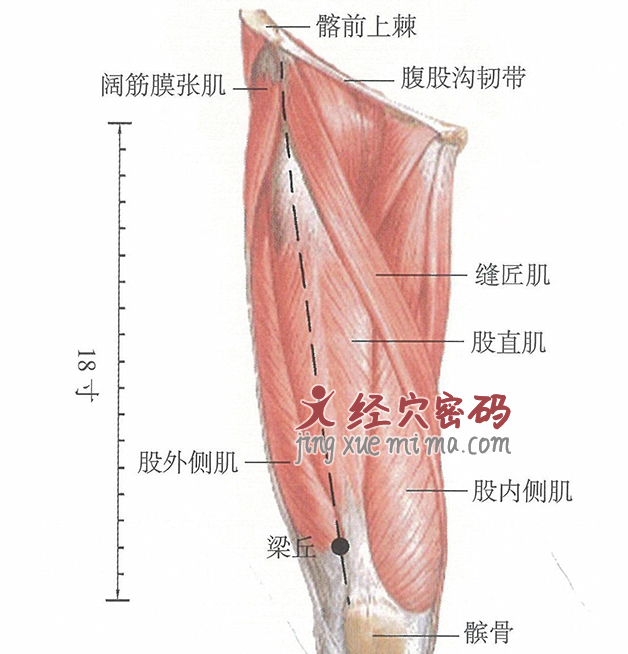 梁丘穴位位置图及针灸穴位图解