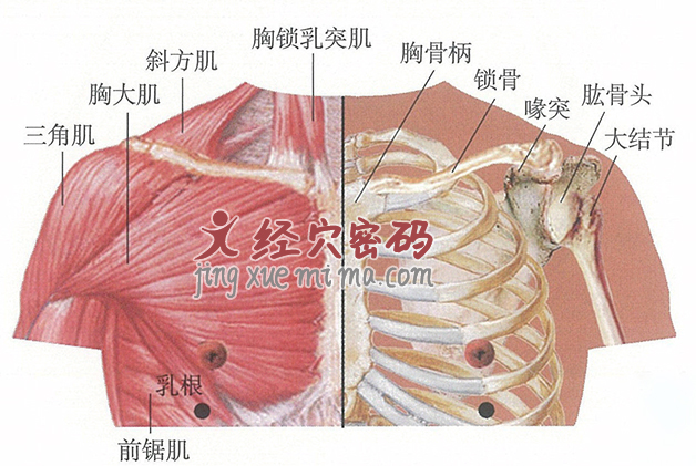 乳中穴位位置图及针灸穴位图解