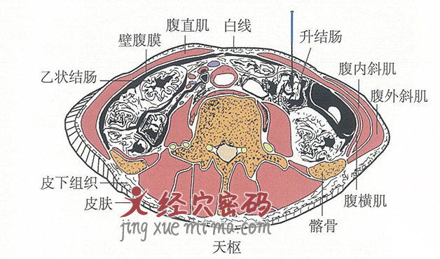 天枢的位置解剖图（图解）