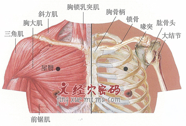 屋翳穴位位置图及针灸穴位图解