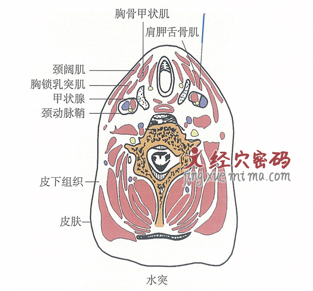 水突的位置解剖图（图解）