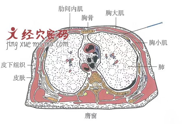 膺窗的位置解剖图（图解）