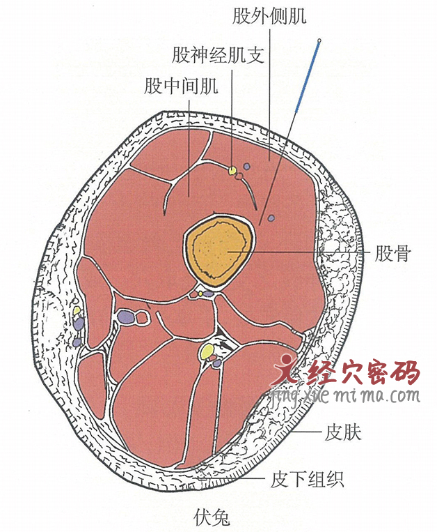 伏兔的位置解剖图（图解）