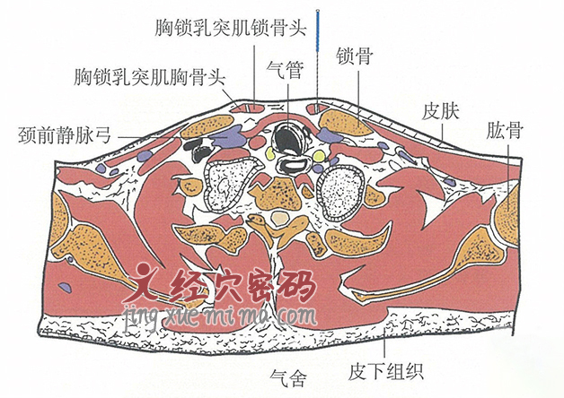 气舍的位置解剖图（图解）