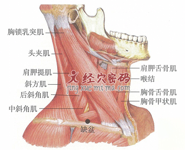 缺盆穴位位置图及针灸穴位图解