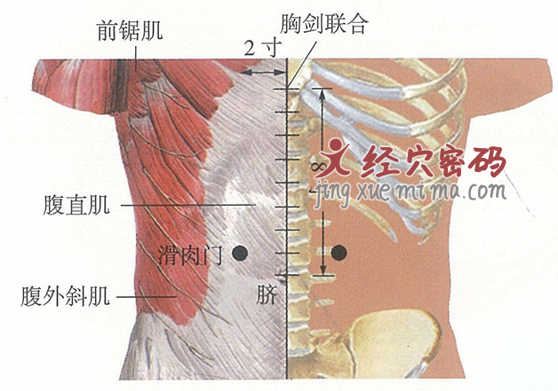 滑肉门穴位位置图及针灸穴位图解