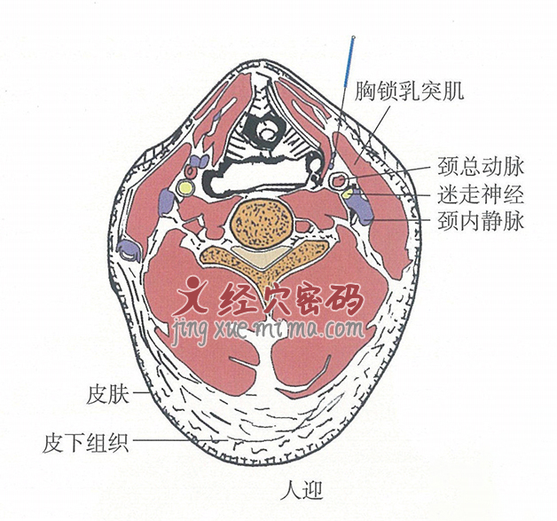 人迎的位置解剖图（图解）