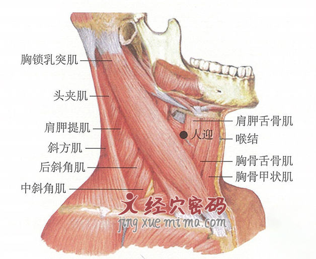 人迎穴位位置图及针灸穴位图解