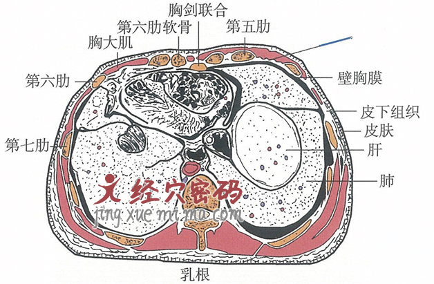 乳中的位置解剖图（图解）