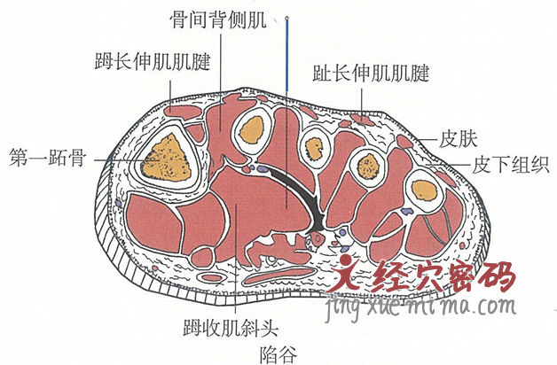 陷谷的位置解剖图（图解）