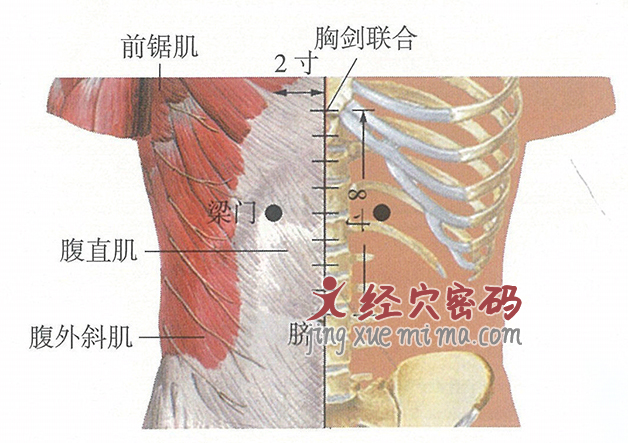 梁门穴位位置图及针灸穴位图解