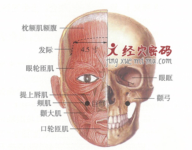 巨髎穴位位置图及针灸穴位图解