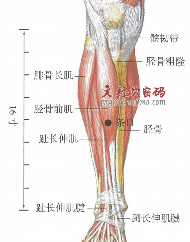 条口穴位位置图及针灸穴位图解