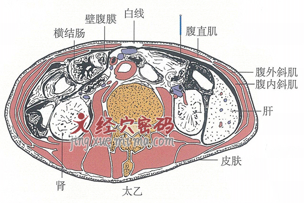 太乙的位置解剖图（图解）