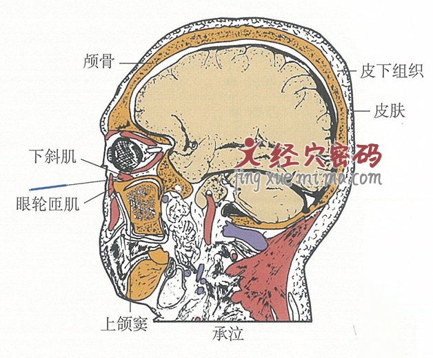 承泣的位置解剖图（图解）