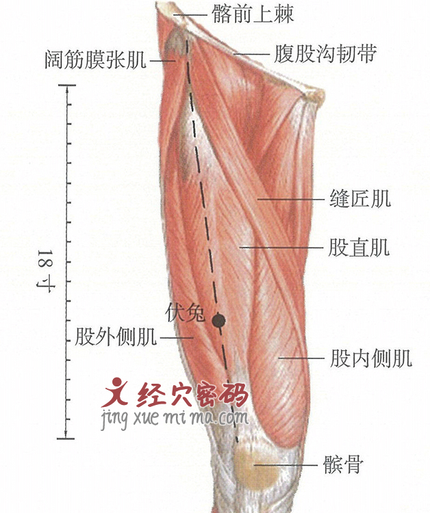 伏兔穴位位置图及针灸穴位图解