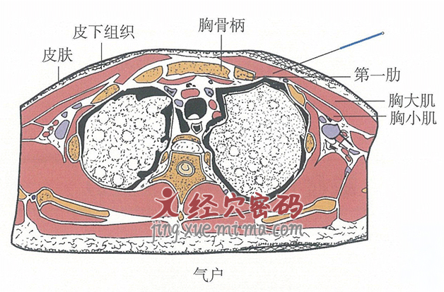 气户的位置解剖图（图解）