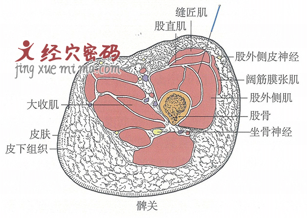 髀关的位置解剖图（图解）