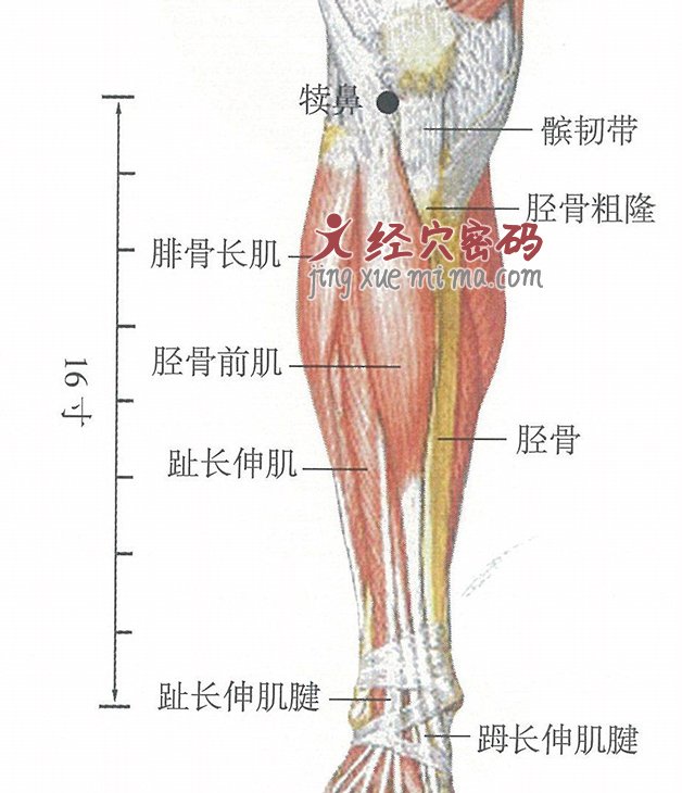 犊鼻穴位位置图及针灸穴位图解