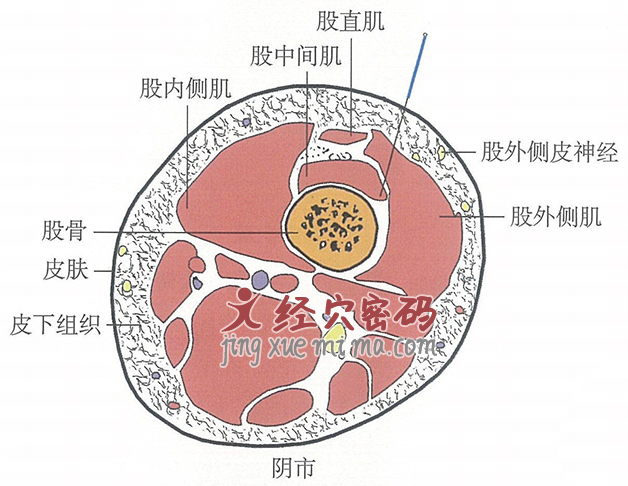 阴市的位置解剖图（图解）