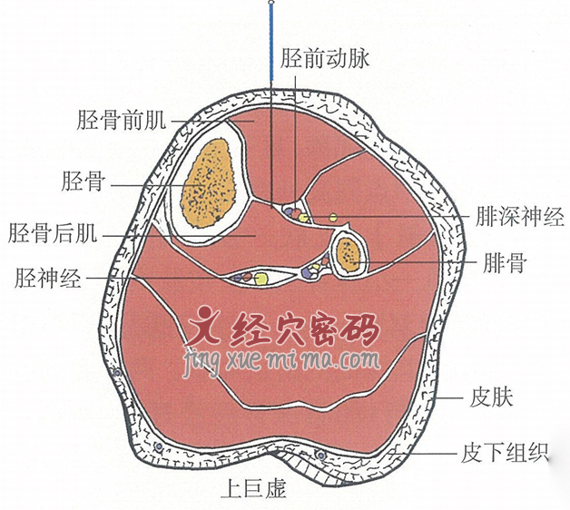 上巨虚的位置解剖图（图解）