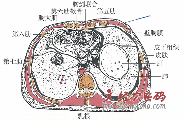 乳根的位置解剖图（图解）