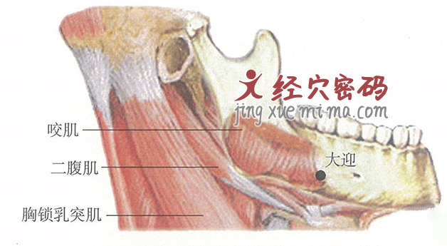 大迎穴位位置图及针灸穴位图解