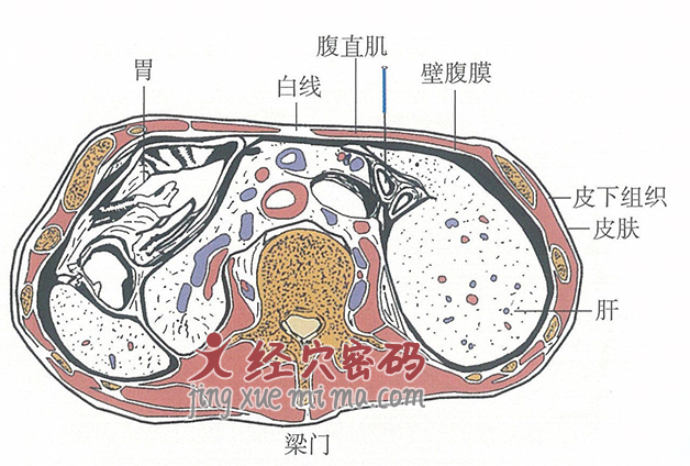 梁门的位置解剖图（图解）