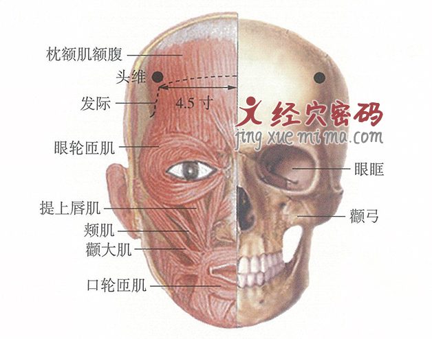 头维穴位位置图及针灸穴位图解