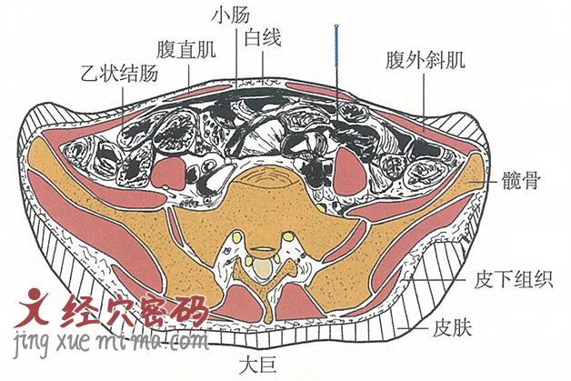 大巨的位置解剖图（图解）