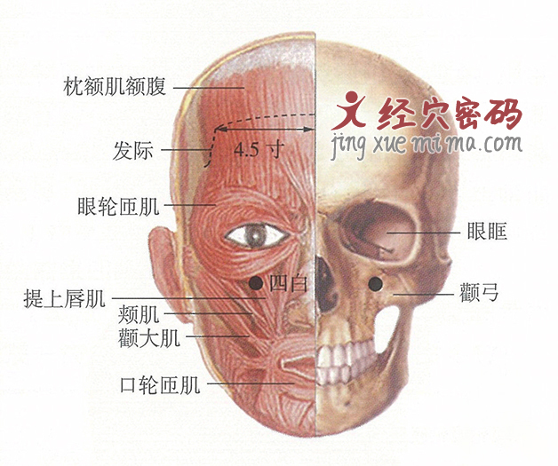 四白穴位位置图及针灸穴位图解