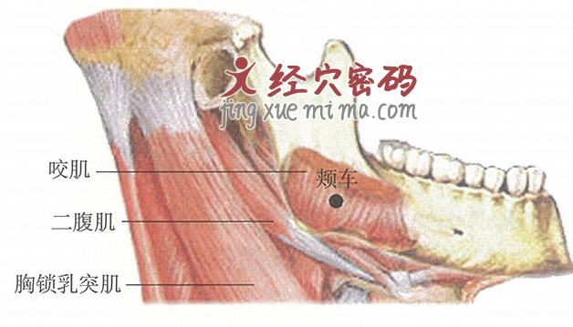 颊车穴位位置图及针灸穴位图解