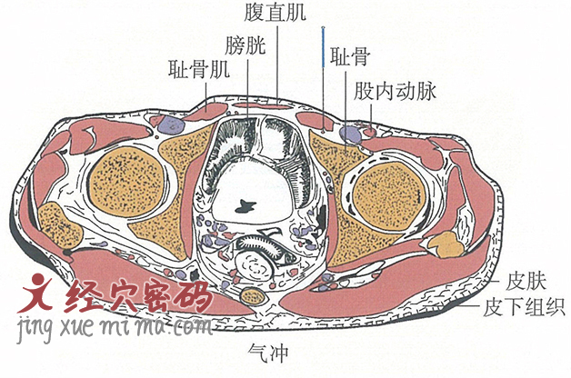 气冲的位置解剖图（图解）