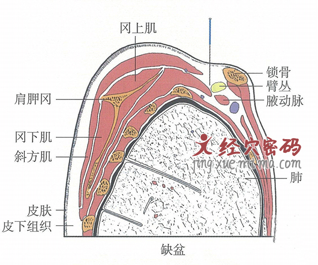 缺盆的位置解剖图（图解）