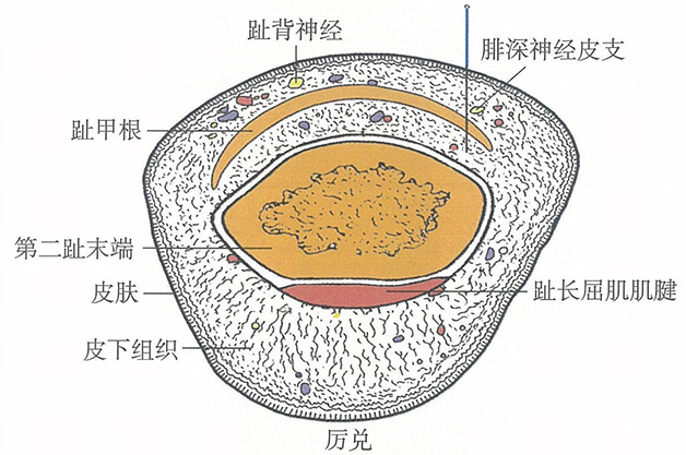 厉兑的位置解剖图（图解）