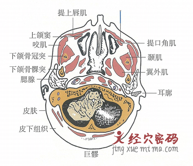 巨髎的位置解剖图（图解）